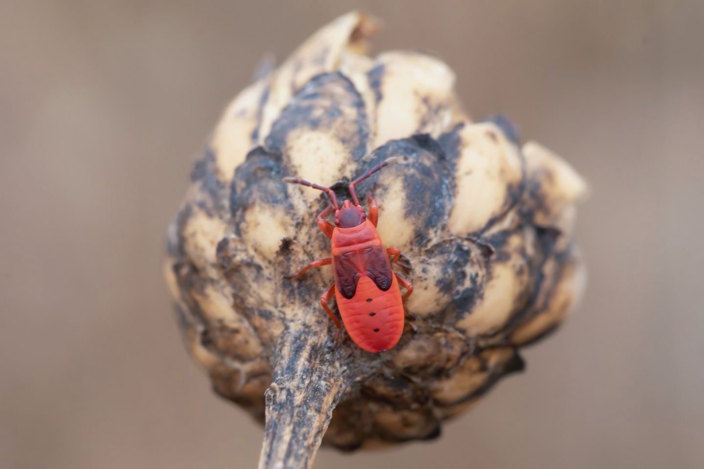 Pyrrhocoridae - Pyrrhocoris apterus
